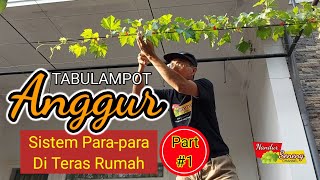 CARA TANAM ANGGUR DALAM POT  Sistem Parapara di Teras Rumah Part 1 [upl. by Lerred180]