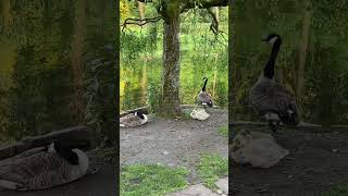 The Canada Goose Family shorts asmr canada goose wildlife viral [upl. by Lebama]