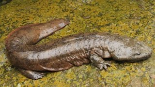 The Chinese giant salamander the largest living amphibian on the planet [upl. by Aihtennek]