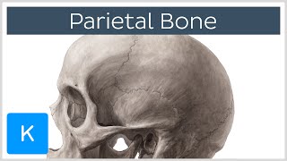 Parietal Bone  Definiton Location amp Sutures  Human Anatomy  Kenhub [upl. by Aillemac]