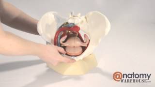 LifeSize Female Pelvis Anatomy Model by AnatomyWarehousecom [upl. by Eltsyek]