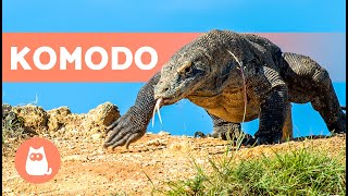 ¿El DRAGÓN de KOMODO es VENENOSO🦎  ¡Te sorprenderá [upl. by Annahaj]