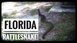 Monster Eastern Diamondback Rattlesnake in backyard Palm Coast Florida 🐍 [upl. by Yasdnyl326]