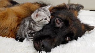 Kitten And German Shepherd Form Close Bond At First Meeting [upl. by Lleder]