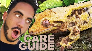 Crested Gecko Care amp SetUp Complete Care Guide [upl. by Lewendal]