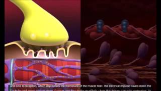 general mechanism of muscle contraction [upl. by Valora]