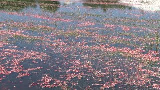 Cranberry harvesting is underway [upl. by Netsruk]