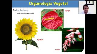 Organologia Vegetal Flor semente e Fruto [upl. by Ardekal]