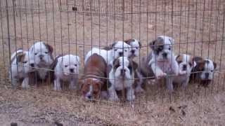 Dog pile English Bulldog puppies sleeping [upl. by Koehler]