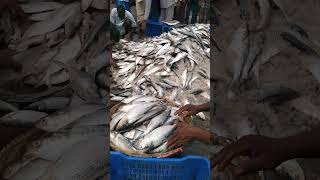 Incredible Fishery Ghat in Chittagong A Paradise for Fish Enthusiasts shorts [upl. by Sherlock]