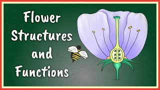 Flower Structures and Functions  Insect Pollinated Flowers [upl. by Rolyat]