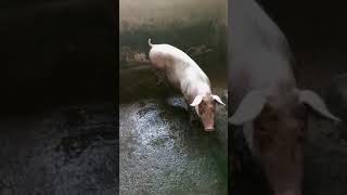 Best Pig farming Tips for you startpigfarmingtv [upl. by Kira]