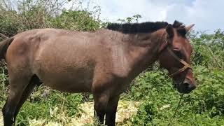 Real Horse Sounds Whines Snorts and Gallops  HD Horse Sound Effects [upl. by Anaxor]