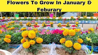 Flowers To Grow In January and February  Flowers to plant in January and February [upl. by Assiral443]