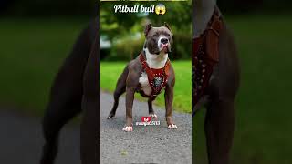 pitbull trendingvideo​ ytshorts​trendingshorts​love​ cute​ trend​viralvideo​ [upl. by Anisamot]