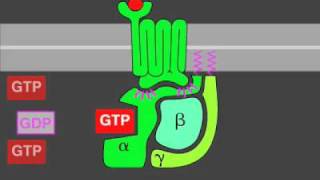 Gprotein signaling [upl. by Jaf]