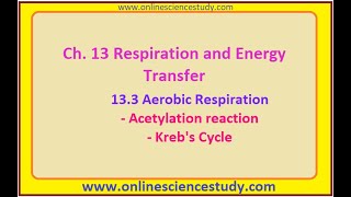 Acetylation of Pyruvic acid and Krebs Cycle [upl. by Ingram630]