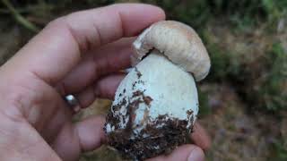 Porcini  Cep  Penny Bun  Foraging Mushrooms UK Boletus edulis [upl. by Cantone]