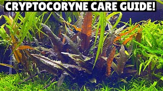 Cryptocoryne Care Guide  Best Low Tech Plant [upl. by Sacksen]