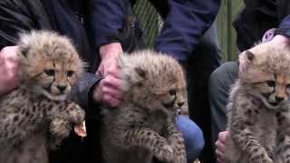 Seksen enten chippen en ontwormen cheeta drieling  Burgers Zoo in Arnhem [upl. by Sug]