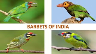 Barbets of India 🇮🇳  Birds  Indian Birds [upl. by Gaither]