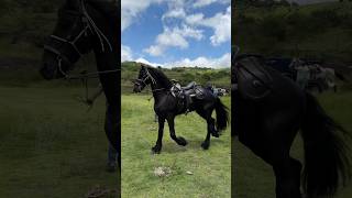 Bonito caballo bailador caballos frisian español [upl. by Auqeenwahs]