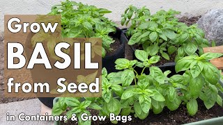 How to Grow Basil from Seed in Containers  from Seed to Harvest [upl. by Rentschler]