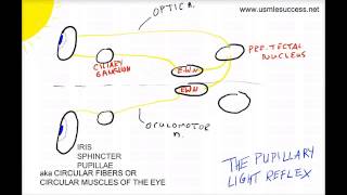 USMLE Tutorial  The Pupillary Light Reflex [upl. by Strenta387]