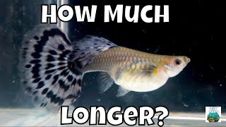 How to tell when a guppy will give birth with details and samples [upl. by Jacobah]