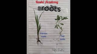 Types of ROOTS [upl. by Ruben]