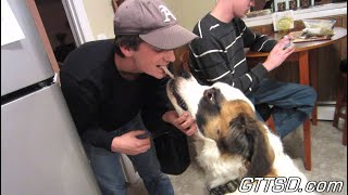 St Bernard Takes Thanksgiving Turkey From my Brother Funny Bad Dog [upl. by Anitnuahs]