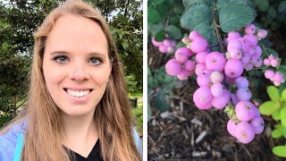 Planting Proud Berry Coralberry My dream plant  Simply Bloom [upl. by Okiron]