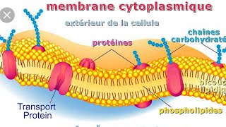 Structure de la membrane plasmique [upl. by Anitra323]