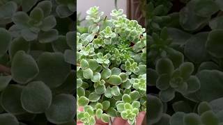 Sedum Makinoi Variegata sol pleno ou meia sombra shorts [upl. by Ardnaxila]