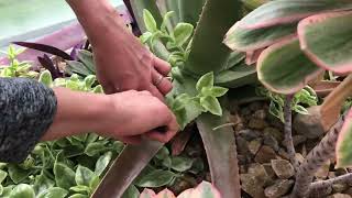 Cleaning Aloe Brevifolia Debris amp Maintenance of Big Pot Succulent Arrangement in the Conservatory [upl. by Enilekcaj194]