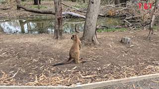 Kyabram fauna park Victoria  Australia [upl. by Nessim734]