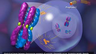 Meiosis 3D Animation [upl. by Sancha]