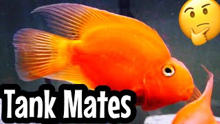 Top 5 Blood Parrot Cichlid Tank Mates [upl. by Ettesyl]