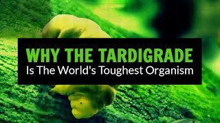 Tardigrades Are the Toughest Animal on Earth that can Survive Space and Volcanoes  The Dodo [upl. by Esaertal]