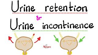 Urinary Incontinence Stress Incontinence Urge Incontinence Overflow Incontinence Urine Retention [upl. by Krein]