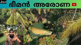 ഭീമൻ അരോണ  GIANT AROWANA [upl. by Asiaj]