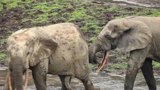 Male African Forest elephant Loxodonta cyclotis chasing another male and pulling its tail Africa [upl. by Benn71]