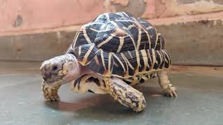 Indian star tortoise in 4k video [upl. by Mongeau]