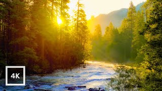 Golden Sunrise on Merced River Yosemite  4K Relaxing Nature Scene  Relaxing River Sounds  6 Hour [upl. by Ziom706]