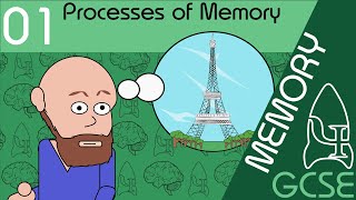 Processes of memory  Memory GCSE Psychology AQA [upl. by Hollah48]