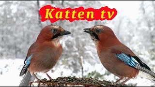 Katten tv 📺 Videos voor katten om vogels te kijken 🐦 [upl. by Jecho698]