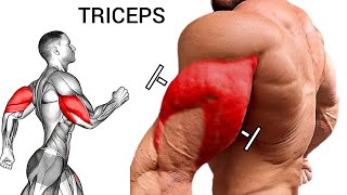 Workout Tricep to Get Wider Bigger Triceps Best 7 Move [upl. by Ammadas]