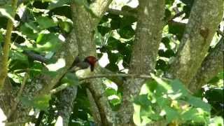 Black collared barbet calling [upl. by Sada502]