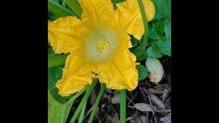 🌼Zucchini not setting fruit How to hand pollinategardentipsvegetablesgardeningzone6a [upl. by Hgeilyak]