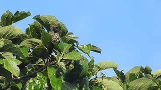 Cinnamon throated woodcreeper [upl. by Clarissa]